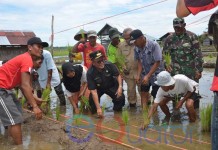 Bupati Rusman Ali Semangat Tanam Padi