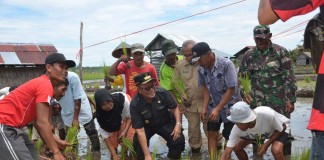 Bupati Rusman Ali Semangat Tanam Padi