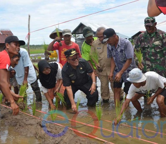 Bupati Rusman Ali Semangat Tanam Padi