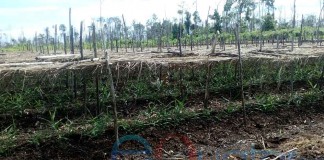 Kebakaran Teluk Empening Bikin Pening (Bagian 2)