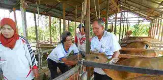 Subsidi Daging Segar atau yang Beku?