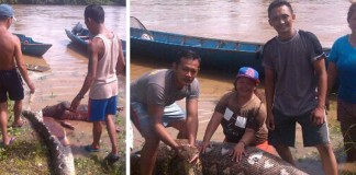 Warga dan Polisi Tangkap Ular Piton Tujuh Meter
