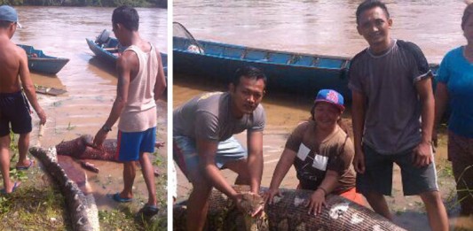 Warga dan Polisi Tangkap Ular Piton Tujuh Meter