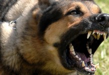 Gegara Gonggongan Anjing Tetangga, Ismarwoto Dipenjara