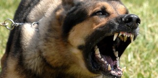 Gegara Gonggongan Anjing Tetangga, Ismarwoto Dipenjara