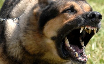 Gegara Gonggongan Anjing Tetangga, Ismarwoto Dipenjara