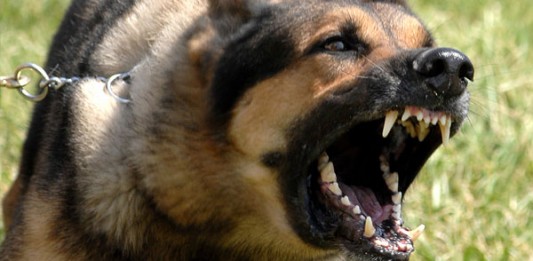 14 Korban Meninggal Dunia