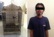 Ngembat Burung Tetangga