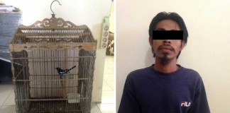 Ngembat Burung Tetangga