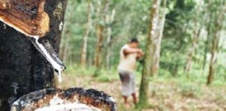 Harga Karet Kembali Anjlok