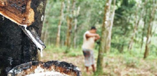 Harga Karet Kembali Anjlok