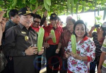Panen Perdana Kebun Percontohan, Gubernur Cornelis Ajak Warga Manfaatkan Pekarangan Rumah