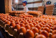 Stok Daging dan Telur Dipastikan Aman