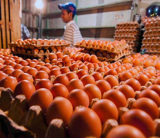 Pemkot Singkawang Siap Operasi Pasar Telur