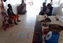 Ketapang Aman dari Sapi Gelonggongan