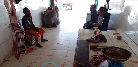 Ketapang Aman dari Sapi Gelonggongan