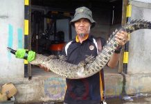 Lagi, BKSDA Amankan Binatang Buas Masuk Pemukiman