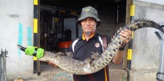 Lagi, BKSDA Amankan Binatang Buas Masuk Pemukiman