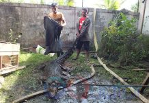 Warga Serahkan Buaya Muara Empat Meter