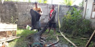 Warga Serahkan Buaya Muara Empat Meter