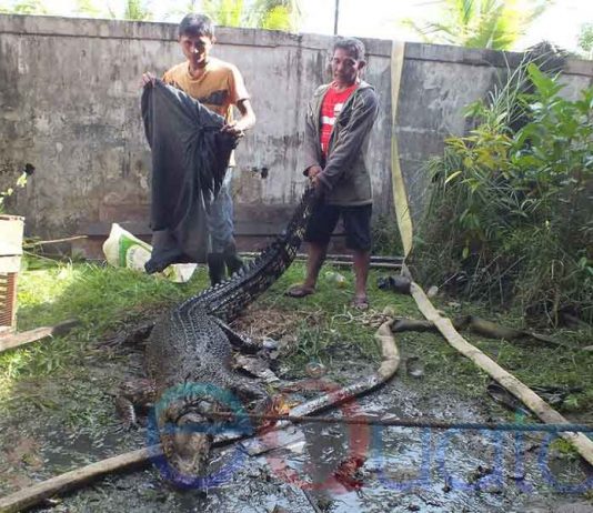 Warga Serahkan Buaya Muara Empat Meter