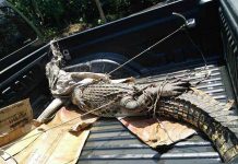 Sudah Tiga Kali Evakuasi Buaya