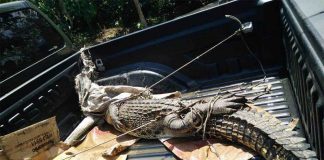 Sudah Tiga Kali Evakuasi Buaya