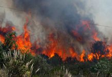 Edi Kamtono: Jangan Sampai Bencana Kabut Asap Terulang