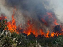 Polda Bantah SP3 Empat Kasus Korporasi Karhutla