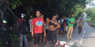 Tabrak Pikap, Pengendara Motor Tewas Mengenaskan