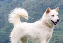 Kintamani, Pamornya Menurun Gara-gara Rabies