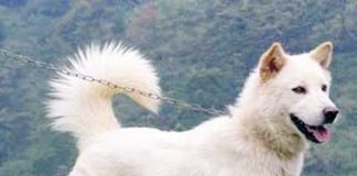 Kintamani, Pamornya Menurun Gara-gara Rabies