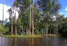 Daratan Mengapung di Tengah Danau Siawan, Kapuas Hulu