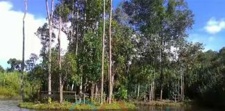 Daratan Mengapung di Tengah Danau Siawan, Kapuas Hulu