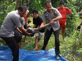Terjun dari Jembatan Siswa SMP Tenggelam