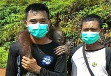 BKSDA Kalbar Evakuasi Utat