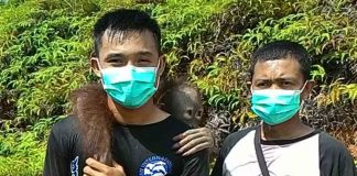 BKSDA Kalbar Evakuasi Utat