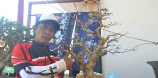 Mengenal Budi Bonsai Kuswadi Ahli Tanaman Hias di Cilacap