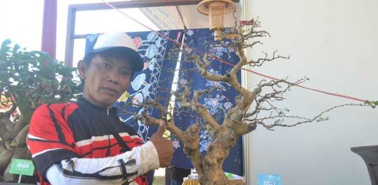 Mengenal Budi Bonsai Kuswadi Ahli Tanaman Hias di Cilacap