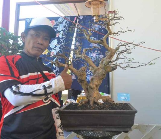 Mengenal Budi Bonsai Kuswadi Ahli Tanaman Hias di Cilacap