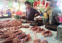 Stok Ayam Potong Kurang, Pemerintah Diminta Tanggap