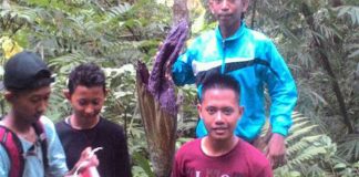 Keasikan Lihat Bunga Bangkai, Tak Sampai Puncak Air Bintang