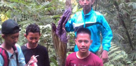 Keasikan Lihat Bunga Bangkai, Tak Sampai Puncak Air Bintang