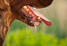 Angka Kematian Semakin Tinggi