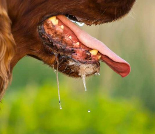 Angka Kematian Semakin Tinggi