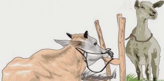 Cek Hewan Kurban di Pinggir Jalan