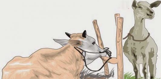 Stok Hewan Kurban Dipastikan Aman