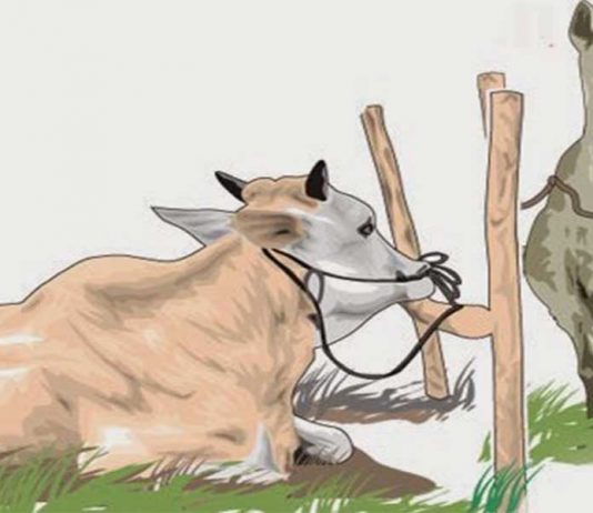 Jelang Idul Adha, Pastikan Kesehatan Hewan Kurban