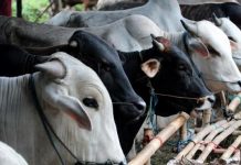 486 Sapi yang Memenuhi Kualifikasi untuk Disembelih