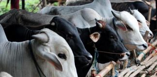 Sistem Penyediaan Hewan Kurban di Pontianak Layak Dicontoh